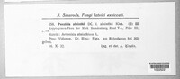 Puccinia chrysanthemi image